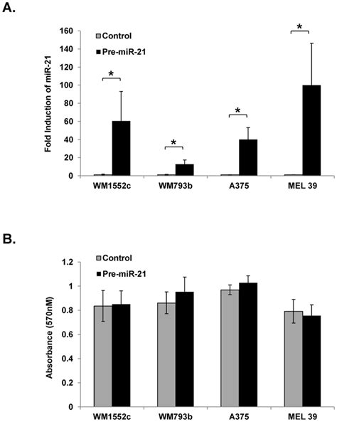 Mature MiR 21 Is Overexpressed In Cell Lines Transfected With