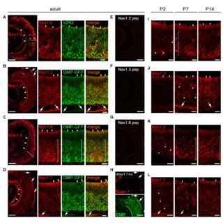 Somatic Expression Of Na V And Na V Occurs In Mature Osns