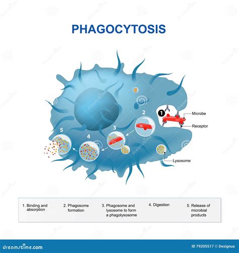 Phagocytosis. Macrophage Anatomy. Cell Structure Vector Illustration ...