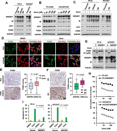 Egfrm Nsclc Cells And Tissues With Acquired Resistance To Osimertinib