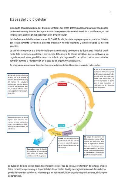 Etapas y ciclo celular Biólogos y genética uDocz