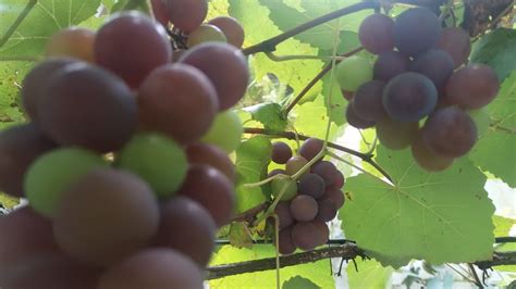 Frut Fera Produzindo Em Vaso Grumixama An Lichia Uva Ara Pitaia