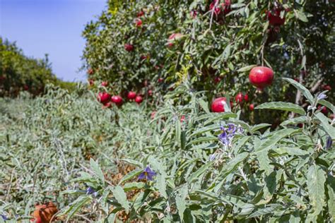 102 Silverleaf Nightshade Stock Photos Free Royalty Free Stock