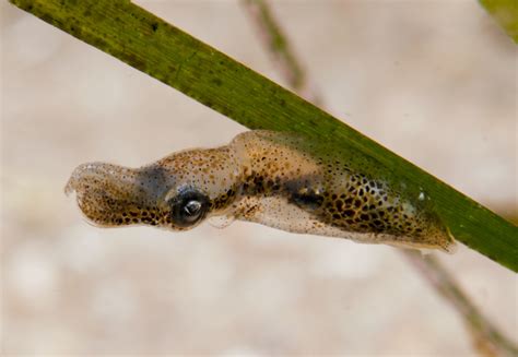 Cephalapods Of Nelson Bay