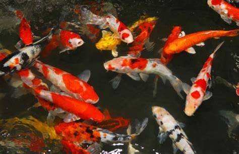 Goldfish Vs Koi - What's The Difference & Why Does It Matter?