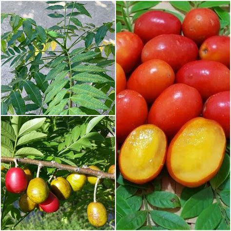 Spanish Plum Jocote Spondias Purpurea Tropical Fruit Tree 12” 20