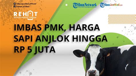 Peternak Meradang Imbas Wabah PMK Harga Sapi Anjlok Dan Sudah Tembus