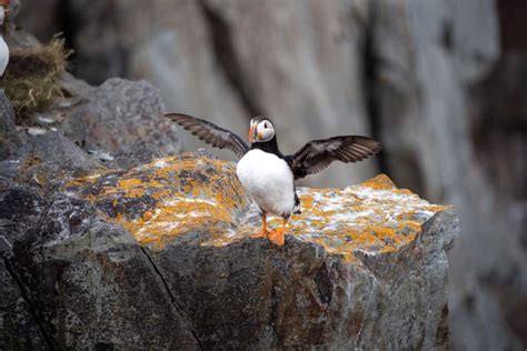 When & Where To See Puffins In Newfoundland