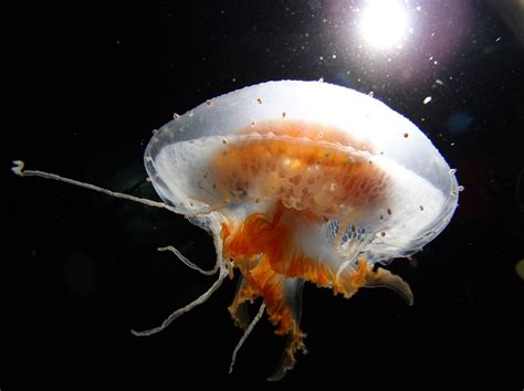 Fotos Gratis Agua Oceano Ligero Submarino Biología Medusa