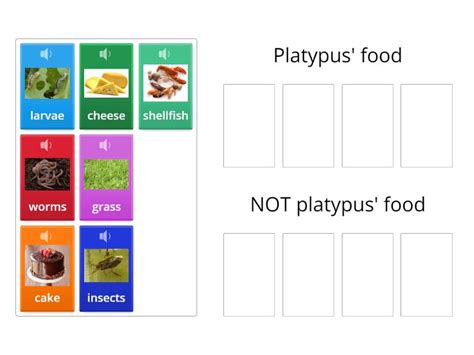 What does the platypus eat? - Group sort