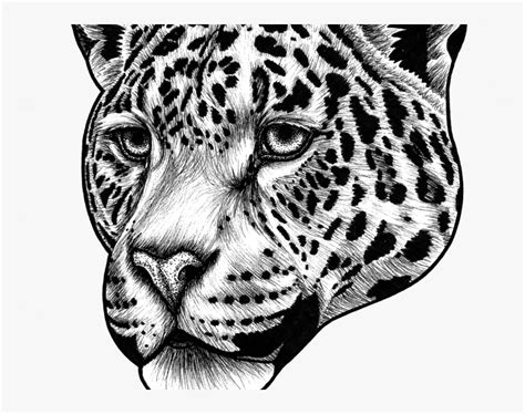 Transparent Jaguar Clipart Black And White - Jaguar Animal Drawing Face ...