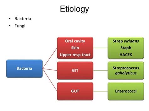 Pathophysiology Of Endocarditis In Flow Chart A Visual Reference Of Charts Chart Master