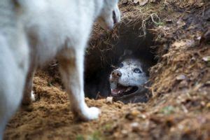 Mon chien fait des trous dans le jardin 15 Solutions pour y remédier