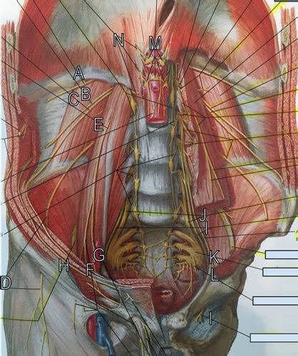 Nerves Of Posterior Abdominal Wall Lumbar Sacral Plexus Flashcards