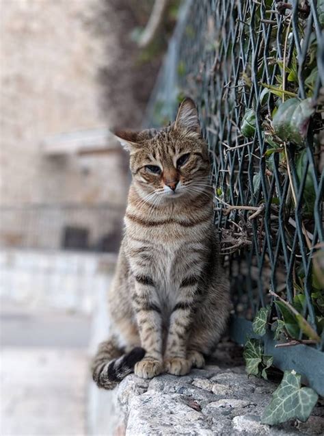 Cats From Rovinj Croatia Traveling Cats Cute Cats Cats Cats And