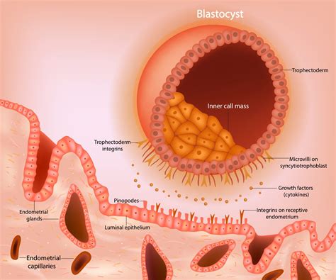 Implantation Human Reproduction A Clinical Approach