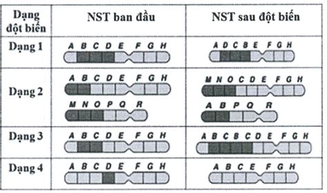 Hình bên mô tả các dạng đột biến cấu trúc NST ở thực vật Biết mỗi tế