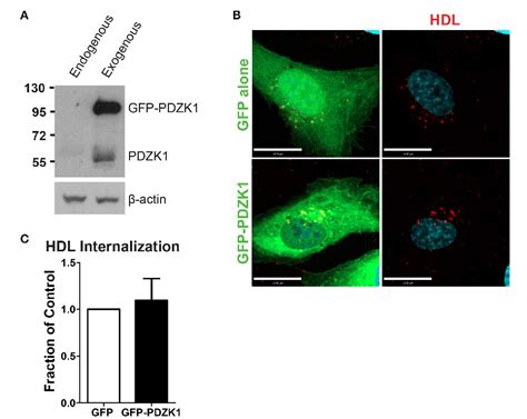 Figure From Sr Bi Mediated Transcytosis Of Hdl In Brain Microvascular