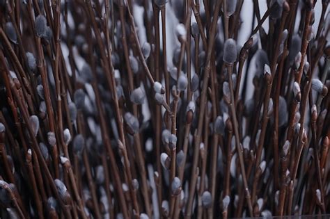 Premium Photo Pussy Willow Willow Branches Bloom Spring Concept Easter Holiday Background