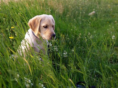 What Color Labrador Is Best A Guide To Main Lab Colors Labrador Wise