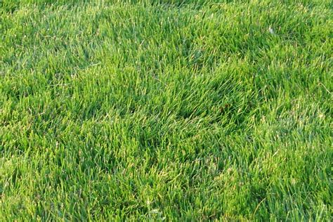 Zoysia Zoysia Japonica Mata Turf