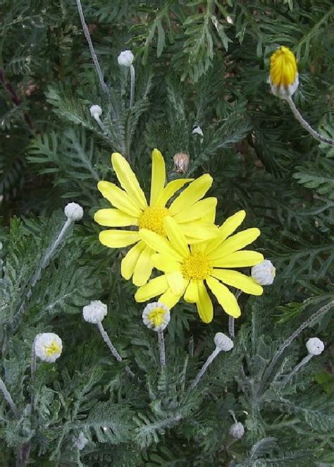 Euryops Pectinatus Beth Chatto S Plants Gardens