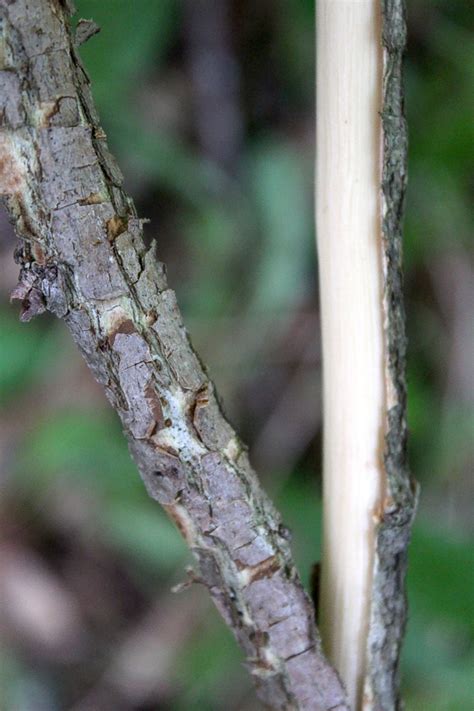 Harvesting And Using Slippery Elm Bark