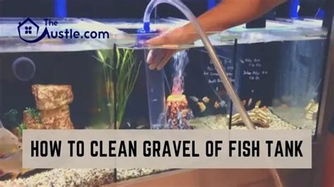 How To Clean Dirty Gravel In Aquarium Essential Tips And Tricks