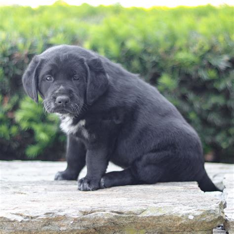 Archie Labrador Retriever Australian Shepherd Mix Vip Puppies