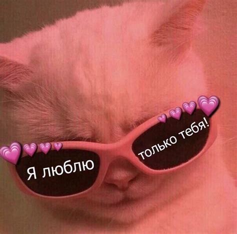 Пин на доске Картинки с сердэшками Кошачьи цитаты Мемы Веселые мемы