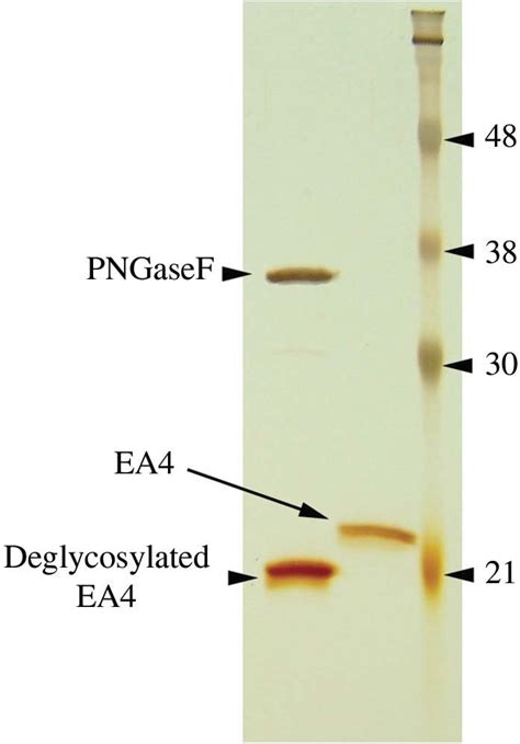 Sds Page Of Purified Ea The Right Hand Lane Contains Molecular Weight