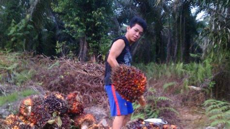 Kampanye Hitam Kelapa Sawit Mereda Harga CPO Merangkak Naik