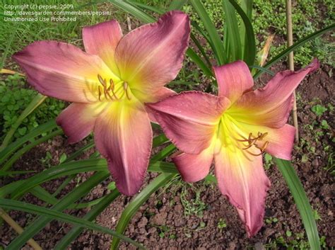 Plantfiles Pictures Daylily Lighthearted Spin Hemerocallis By Pepsie