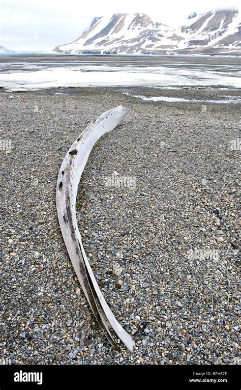 Whale Bone Hi Res Stock Photography And Images Alamy