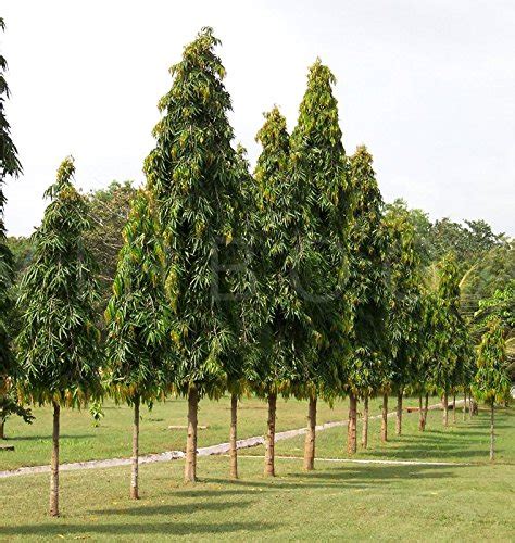 Buy 30 Ashoka Tree Polyalthia Longifolia Ashoka Indian Mast Tree