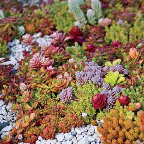 Sedum Carpet Sedum Ground Cover Perennials Sedum Garden Ground