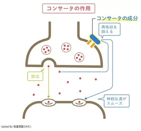 Adhdのある人に処方される薬コンサータの効果や副作用、コンサータとストラテラ違いも解説【精神科医監修】 あなたも社楽人！