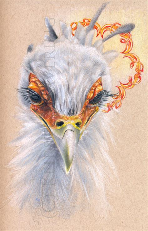 Secretary Bird By Kokachu On Deviantart