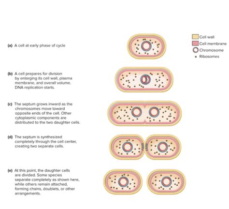 Microbio Exam 2 Ch 7 Flashcards Quizlet