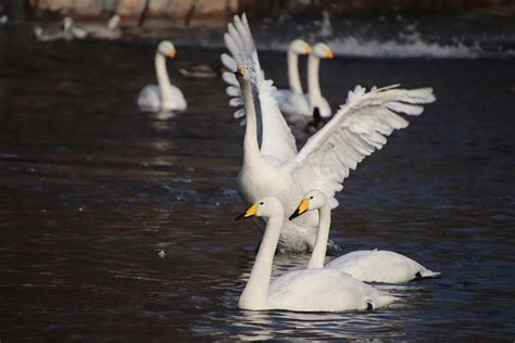 Swans Water Birds Habitat - Free photo on Pixabay - Pixabay