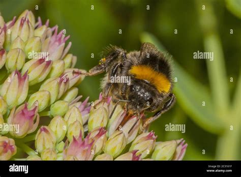 Early Bumblebee Hi Res Stock Photography And Images Alamy