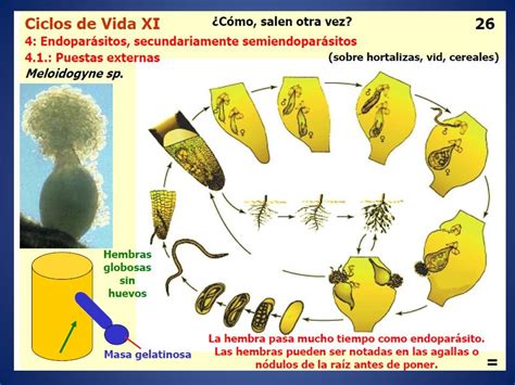 Es La Relación Existente Entre Los Nematodos Con El Medio Ambiente Suelo Y Planta Ya Sea Una