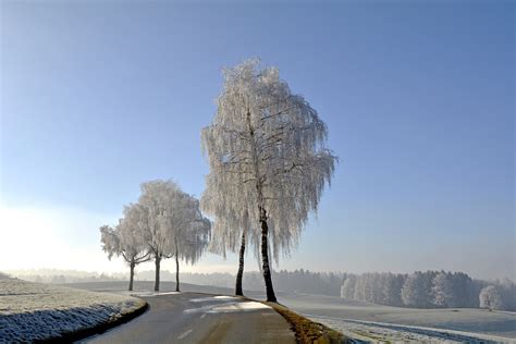 Kostenlose Foto Landschaft Baum Natur Berg Schnee Winter Sonne