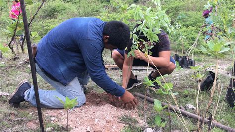 Invitan A Reforestar Áreas Naturales Protegidas En Morelos 24 Morelos