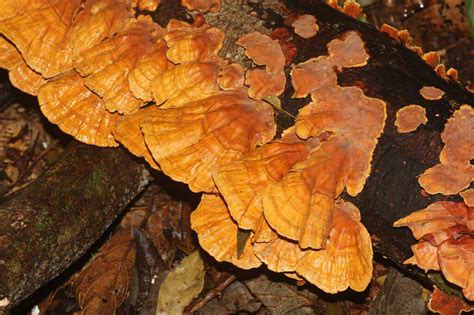 False Turkey Tail From Maiala Mount Glorious Qld Australia On