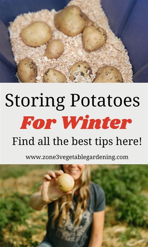 The Ultimate Guide To Harvesting Curing Storing Potatoes In