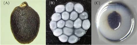 Basil seeds and the colloid layer. A: dried basil seeds; B: basil seeds ...