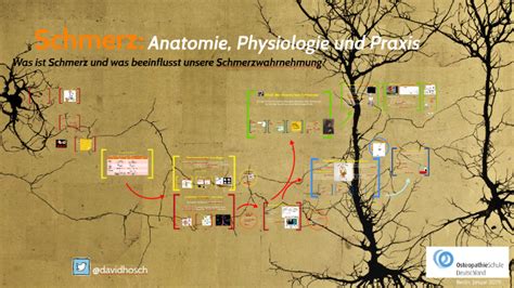 Msc Osteopathie Schmerz By David Schmidt On Prezi