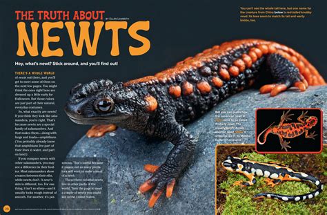 The Truth About Newts - NWF | Ranger Rick