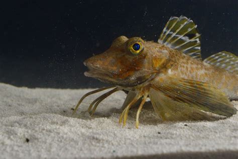 Sea Robins Are Fish That Use Their Legs To ‘taste The Seafloor Cnn